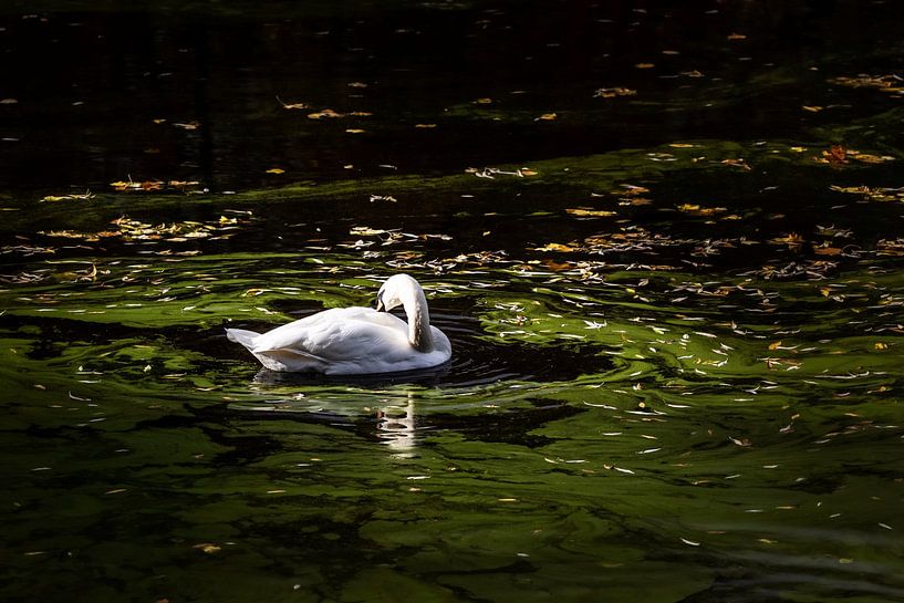 Schwanensee von Thomas Heitz