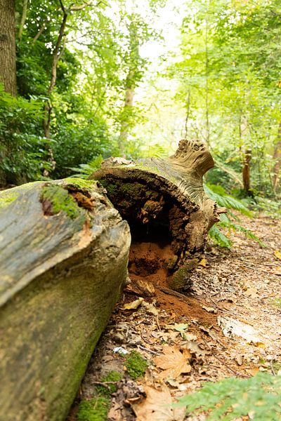 Bûche creuse dans la forêt par Bopper Balten