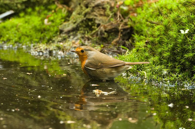 Roodborst von Ton van Weenen