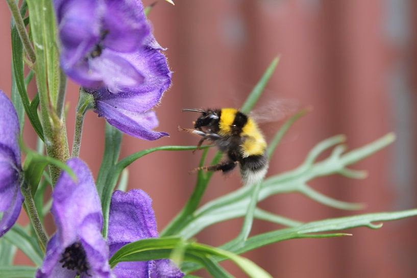 Fleißige Biene von Yria Meijer