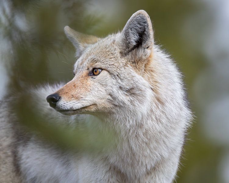 Kojote in Amerika, Wildtiere im Yellowstone von Inge van den Brande