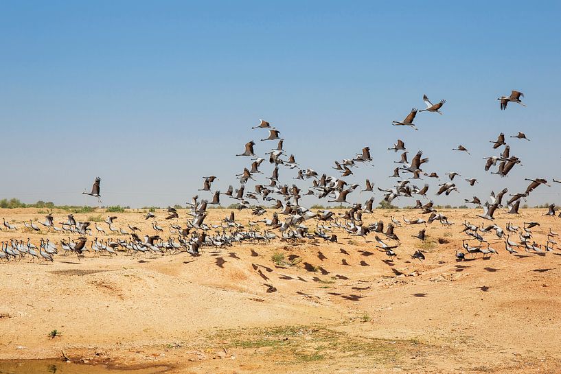Truppe von Demoiselle Crains, die am blauen Himmel fliegen, Rajasthan, Indien von Tjeerd Kruse