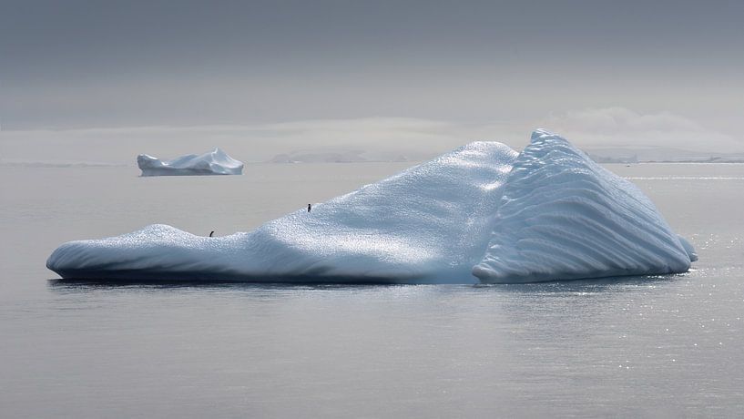 Un couple de manchots d'Adélie sur un iceberg en Antarctique par Anges van der Logt