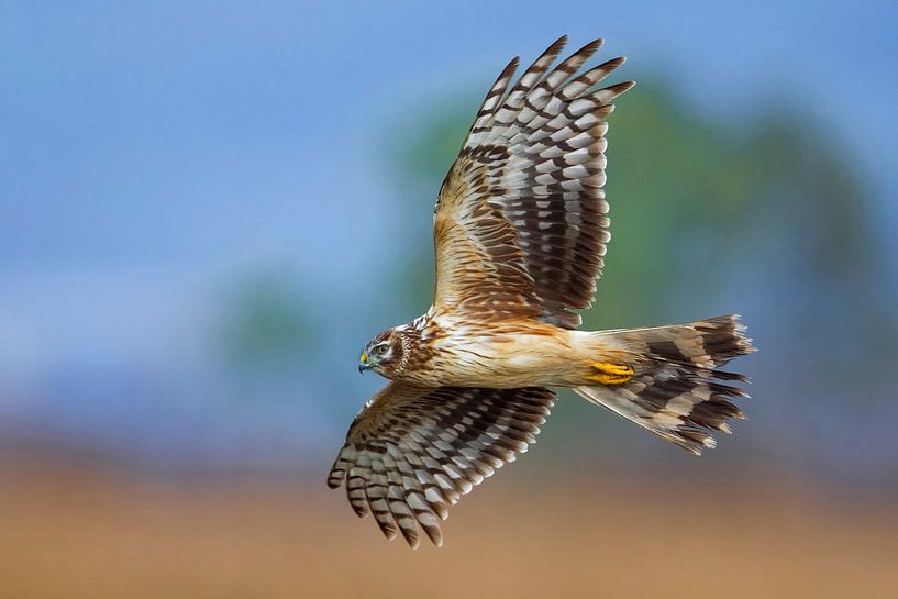 Rohrweihe auf der Flucht von Beschermingswerk voor aan uw muur