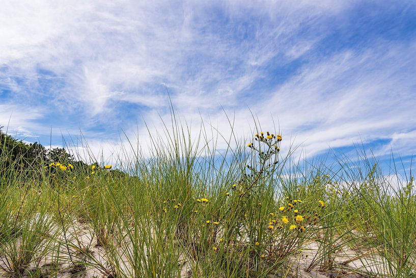Düne an der Ostseeküste bei Zingst auf dem Fischland-Darß von Rico Ködder