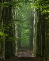 Die Kathedrale im Sommer