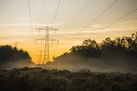 Plantes Coucher de soleil Réserve naturelle Maashorst Uden Paysage