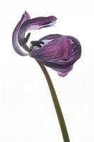 Tulipe séchée avec rétro-éclairage