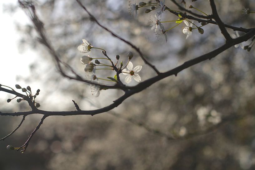 Fleur de printemps par Marianna Pobedimova