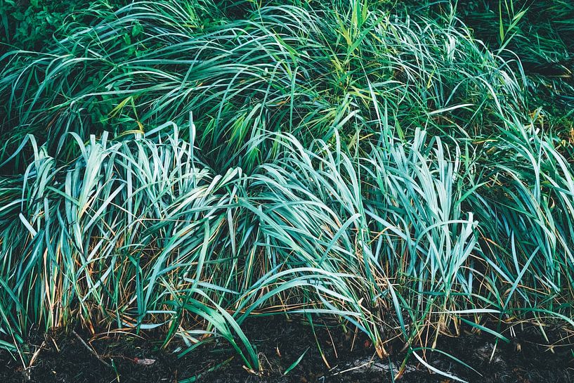 Beach grass by Heiko Westphalen
