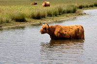 Schottischer Hochländer badet