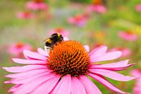 Hummel auf Purpur-Sonnenhut