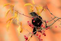 Blackbirds eat berries