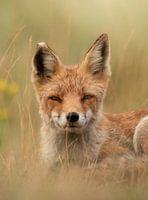 Verträumter Fuchs Teil 2