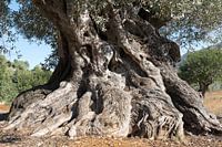 Old Spanish olive tree