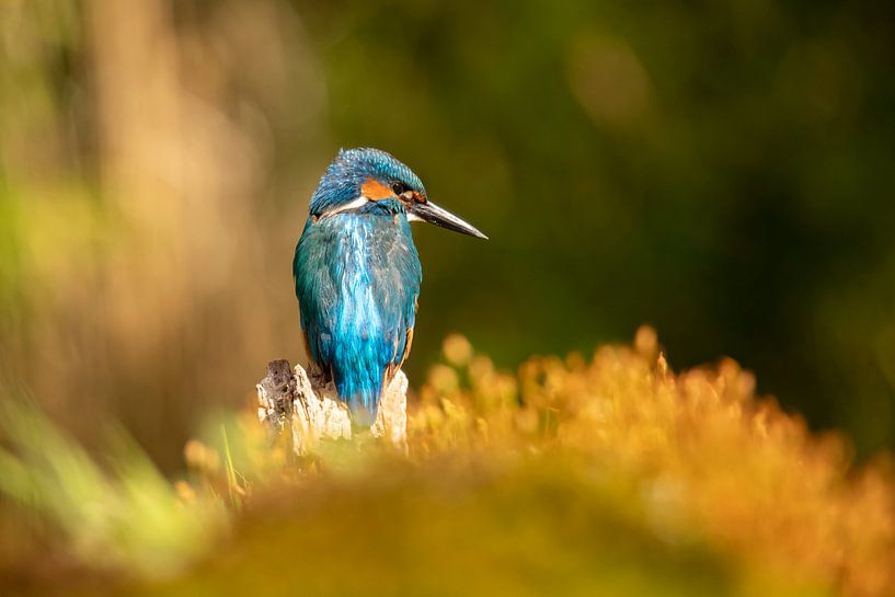 Martin-pêcheur, Alcedo Atthis par Gert Hilbink