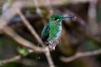 Kolibri in Costa Rica