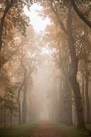 Misty avenue of trees in the autumn forest