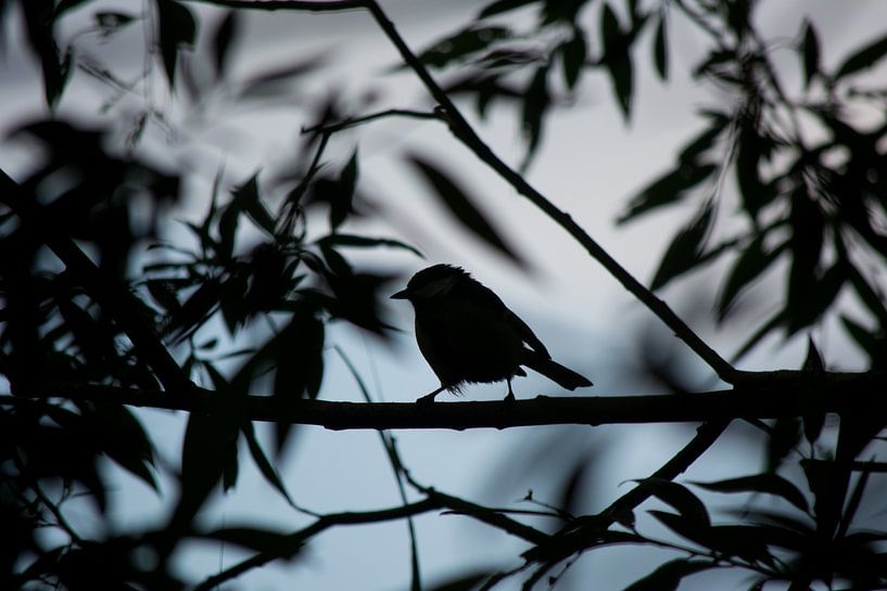 Scherenschnitt von Michael van Eijk