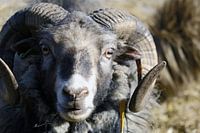 Widder Porträt, Nahaufnahme