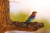 Gabelschwanzsänger in Tansania