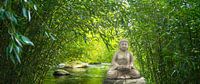 buddha im bambus wald
