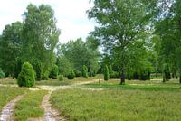 Lüneburg Heath landscape in summer