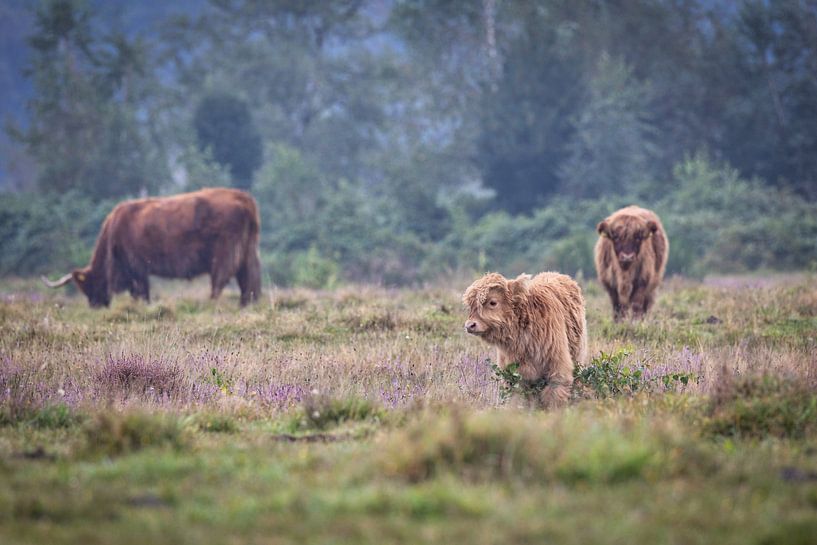 Scottish Highlander Kalb von Anneke Hooijer