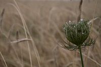 Korenveld - Cornfield
