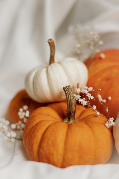 Kürbisse von Melanie Schat