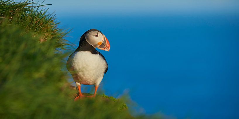 Papegaaiduiker van Kneeke .com