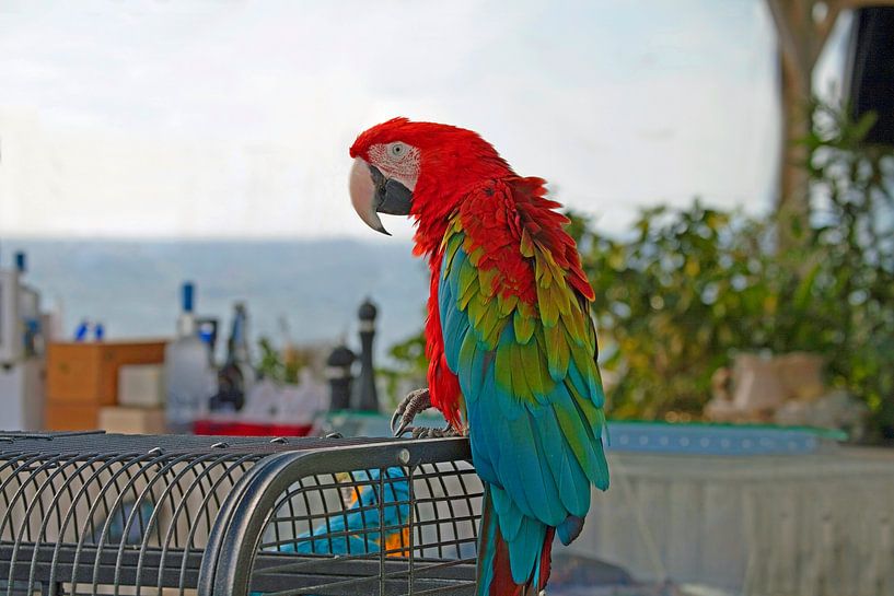 A parrot by Christa Kramer