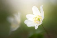 Wood anemone in the soft morning light