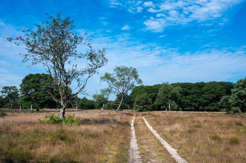 Bruyères et arbres contre le ciel bleu dans le parc national de Veluwe par Werner Lerooy