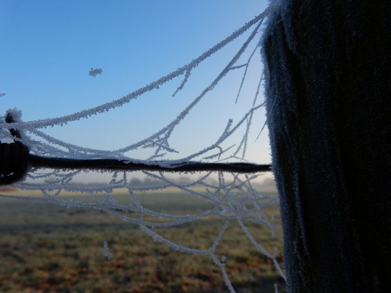 Spider web with frost by Joke te Grotenhuis