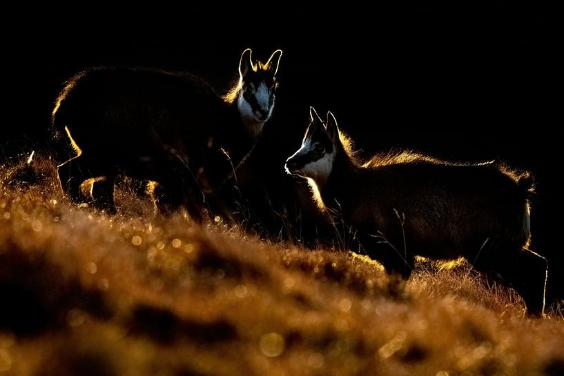 Deux jeunes chamois par Sam Mannaerts