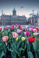 Tulpen am Dam-Platz