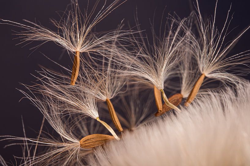 Der tanzende Flaum von Marjolijn van den Berg