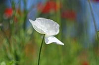 coquelicot blanc