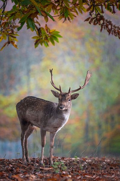Damhert par Peter Deschepper