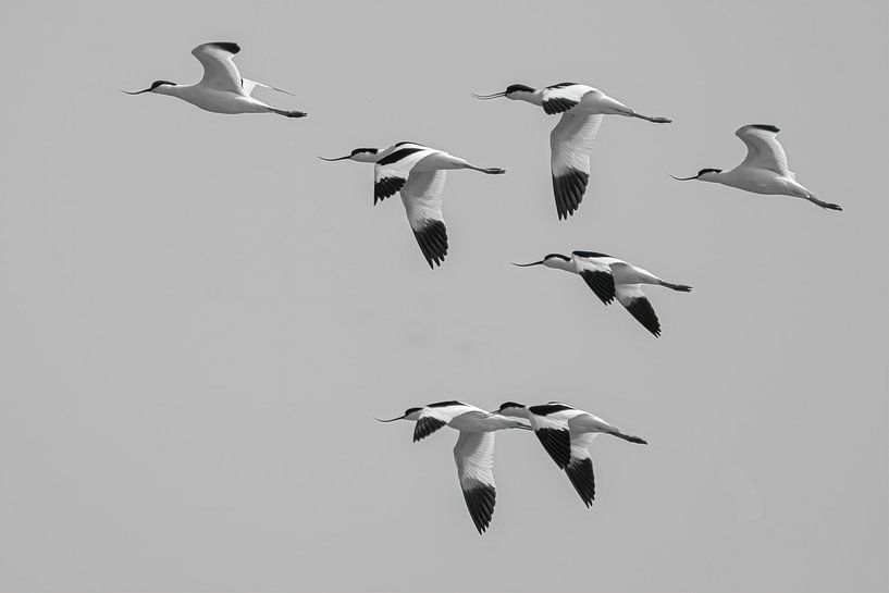 A flight of avocets by Peter Bartelings