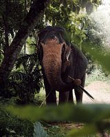 Elephant in Sri Lanka's Tropical Forests