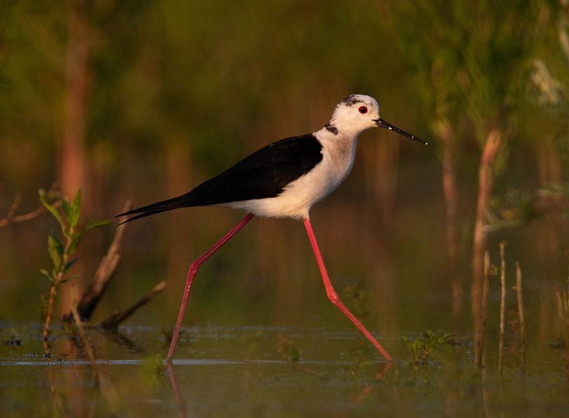 Haubentaucher mit Stelzen von Gersom Barendregt