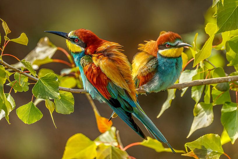 Bee Eater by Thomas Herzog
