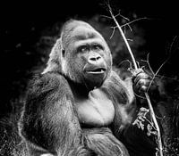 Animals | gorilla