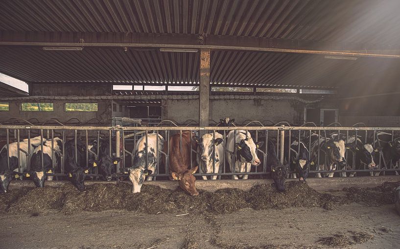Cows in the barn by Tonny Verhulst