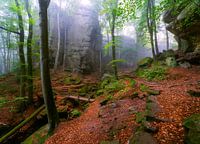 Beautiful foggy Morning