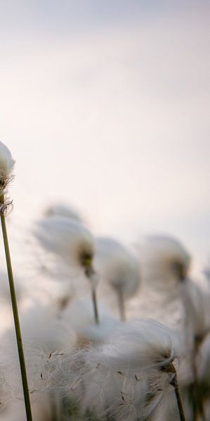 Wollige Zweige (Teil 3 der Trilogie) von Ellis Peeters