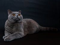 Jax britannique à poil court