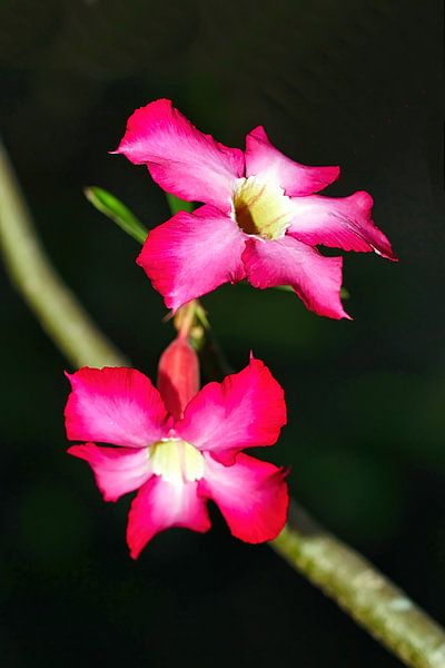 Desert Rose by Eduard Lamping